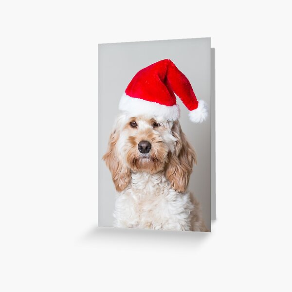 cockapoo xmas jumper
