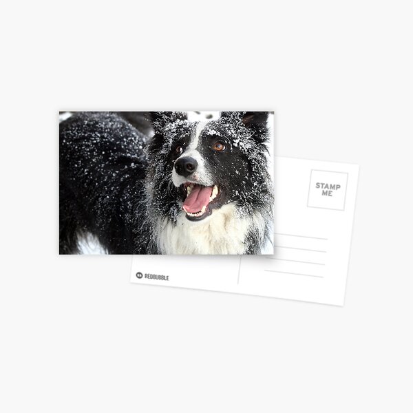 Border Collie in the Snow Postcard