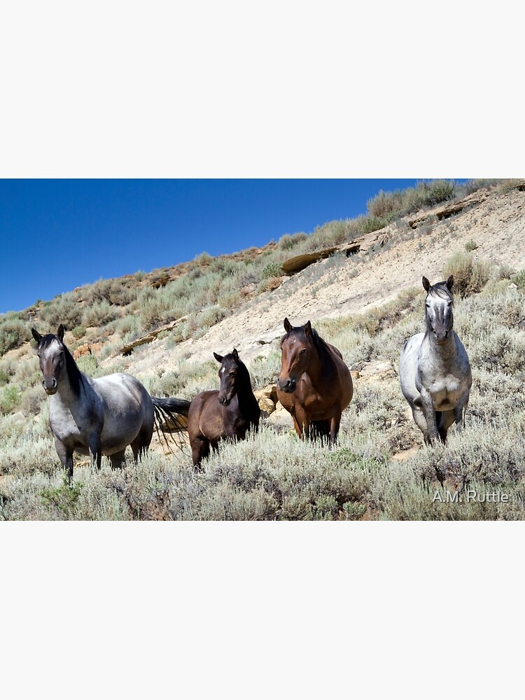 Wild Blue Roan Stallion - Family Portrait by annruttle