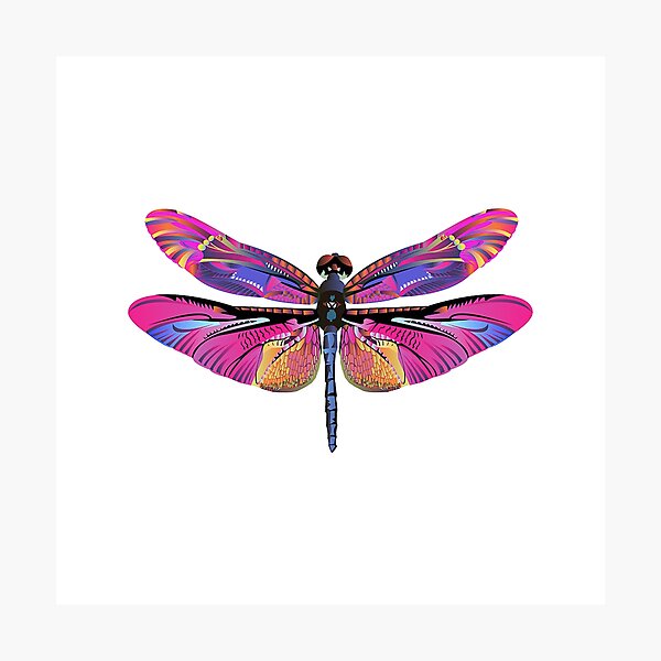 Pink Purple Dragonfly Photographic Print