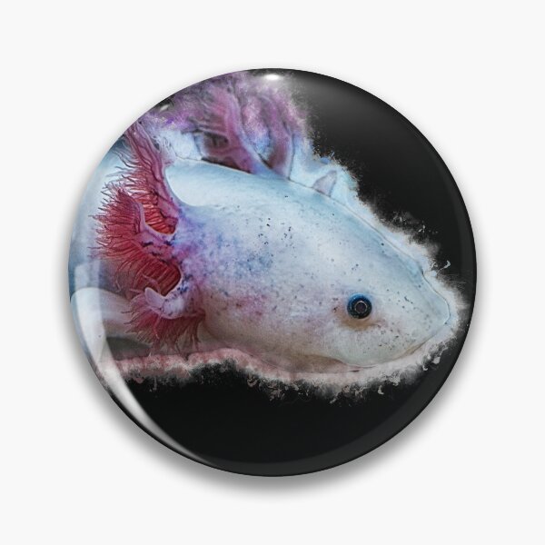 Item preview, Axolotl transverse newt - Ambystoma mexicanum designed and sold by AquariumLutter.
