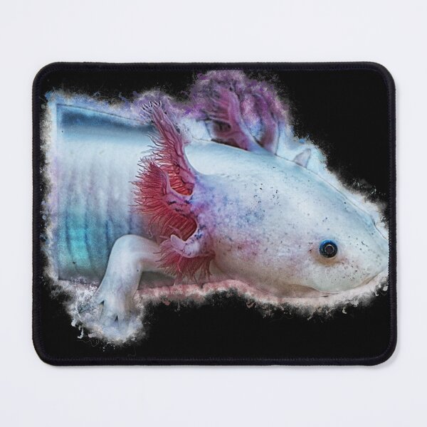 Item preview, Axolotl transverse newt - Ambystoma mexicanum designed and sold by AquariumLutter.