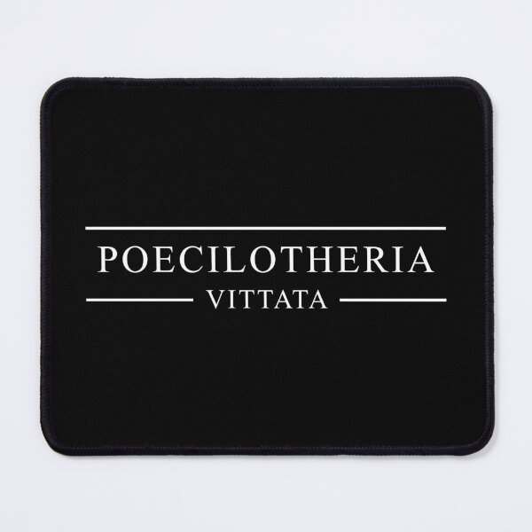 Item preview, Poecilotheria Vittata ornament tarantula spider latin name scientific text designed and sold by Avicularious.
