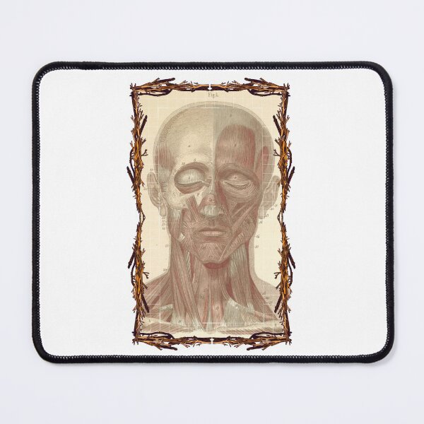 Item preview, Anatomical board Skull and facial muscles - Anatomical designs, human body and anatomy boards designed and sold by AdvanceDesign.