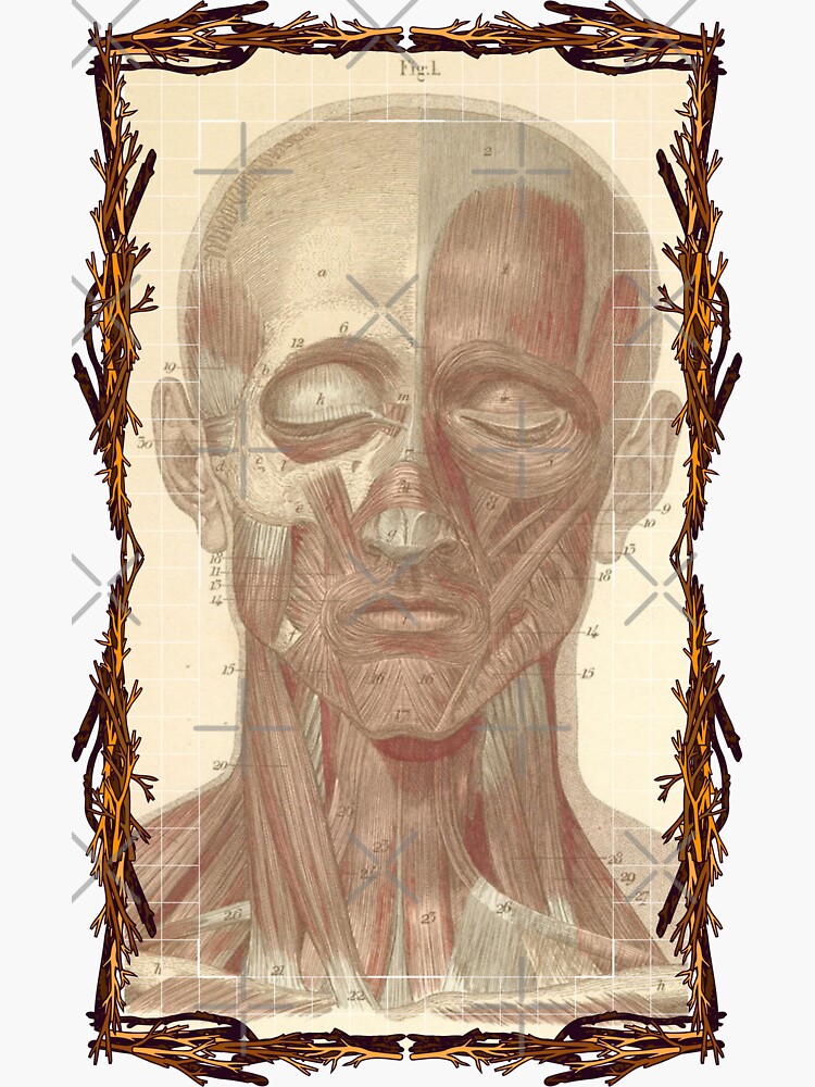 "Anatomical board Skull and facial muscles Anatomical designs, human body and anatomy boards