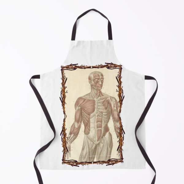 Item preview, Anatomical board Muscles of the torso and face - Anatomical designs, human body and anatomy boards designed and sold by AdvanceDesign.