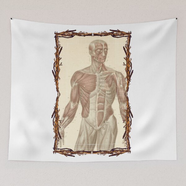 Item preview, Anatomical board Muscles of the torso and face - Anatomical designs, human body and anatomy boards designed and sold by AdvanceDesign.