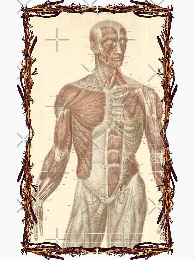 "Anatomical board Muscles of the torso and face Anatomical designs, human body and anatomy