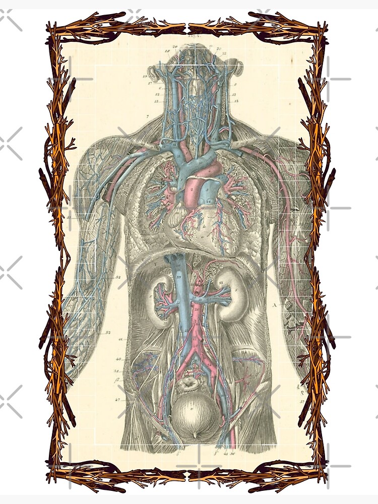 "Anatomical board Vascular system Anatomical designs, human body and anatomy boards" Metal