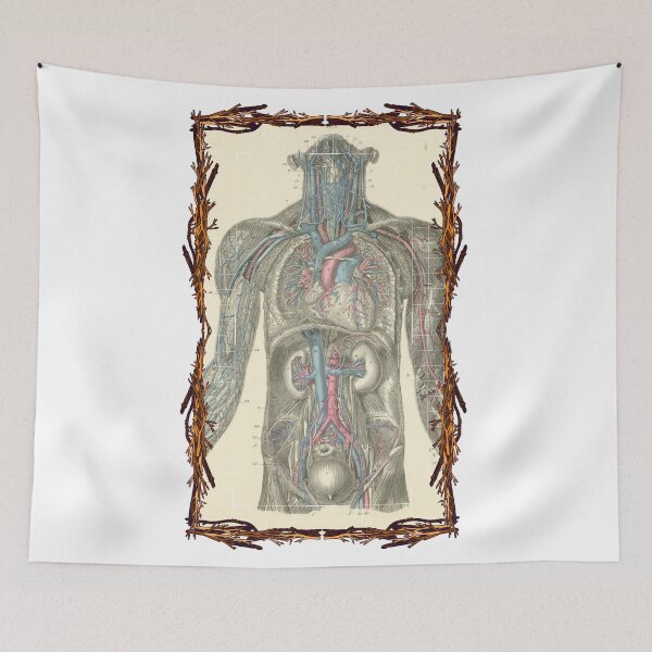 Item preview, Anatomical board Vascular system - Anatomical designs, human body and anatomy boards designed and sold by AdvanceDesign.
