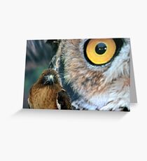 Hawk Eyes Greeting Card