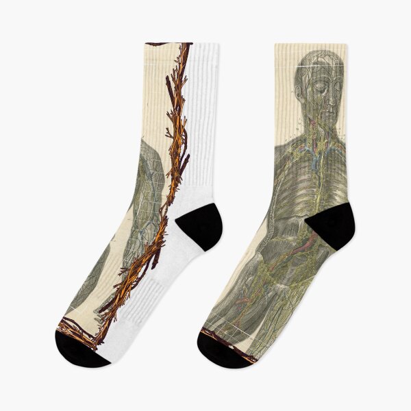 Item preview, Anatomical board Lymphatic system - Anatomical designs, human body and anatomy boards designed and sold by AdvanceDesign.