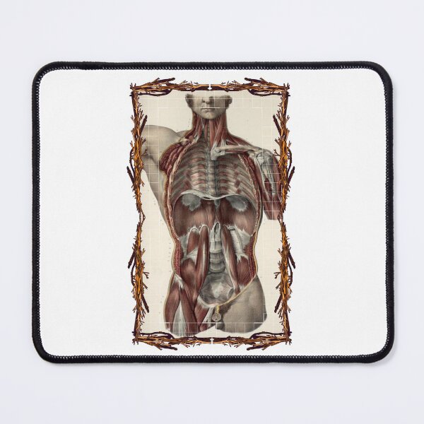 Item preview, Anatomical board Abdominal cavity - Anatomical designs, human body and anatomy boards designed and sold by AdvanceDesign.