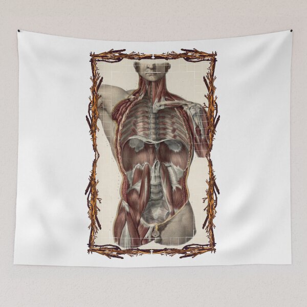 Item preview, Anatomical board Abdominal cavity - Anatomical designs, human body and anatomy boards designed and sold by AdvanceDesign.