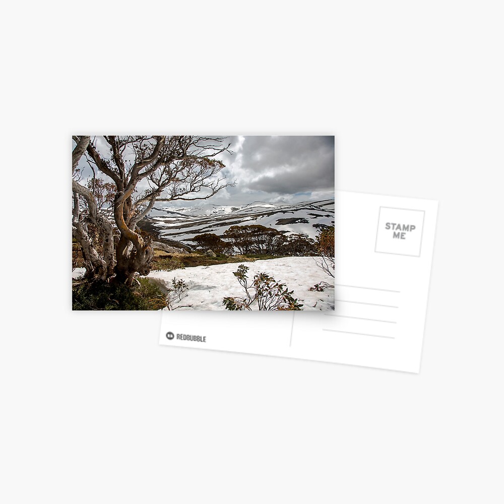 Item preview, Postcard designed and sold by Sunseeker.