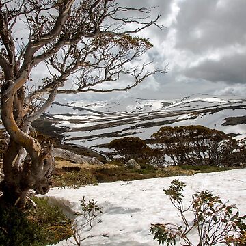 Artwork thumbnail, Australian High Country by Downunder Views