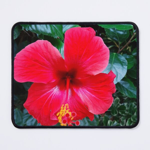 Item preview, Red Hibiscus Tropical hawaian flowerphotography designed and sold by tmartinezta.