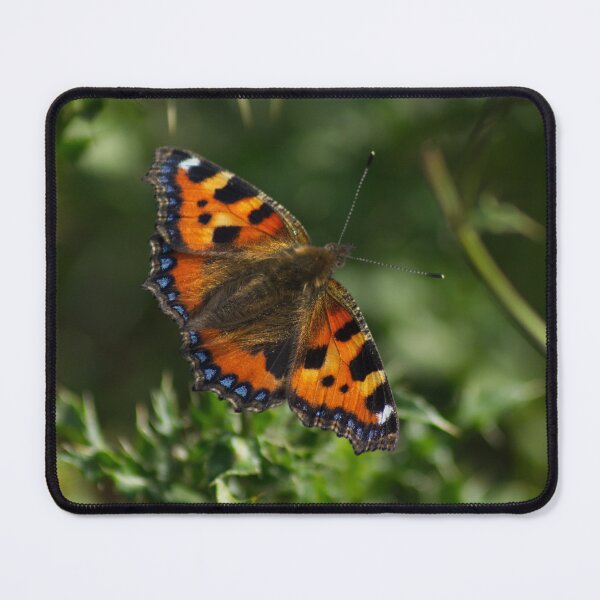 Item preview, Tortoiseshell butterfly from Dove Stone Reservoir Sep-2020 designed and sold by PicsByTony.