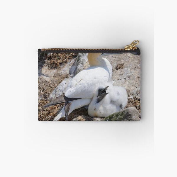Item preview, Gannet and chick, Saltee Island, County Wexford, Ireland designed and sold by AndrewJonesFoto.
