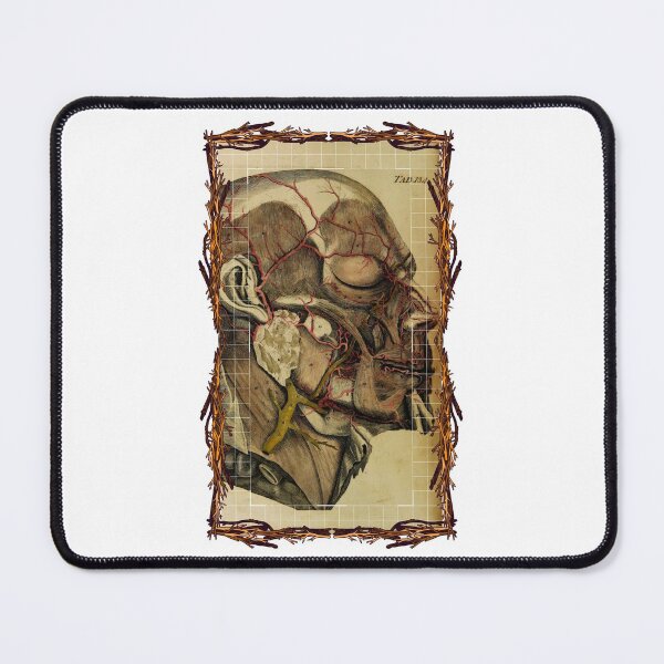 Item preview, Anatomical board Cranial vascular system - Anatomical designs, human body and anatomy boards designed and sold by AdvanceDesign.