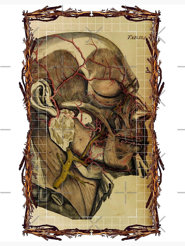 "Anatomical board Cranial vascular system Anatomical designs, human body and anatomy boards