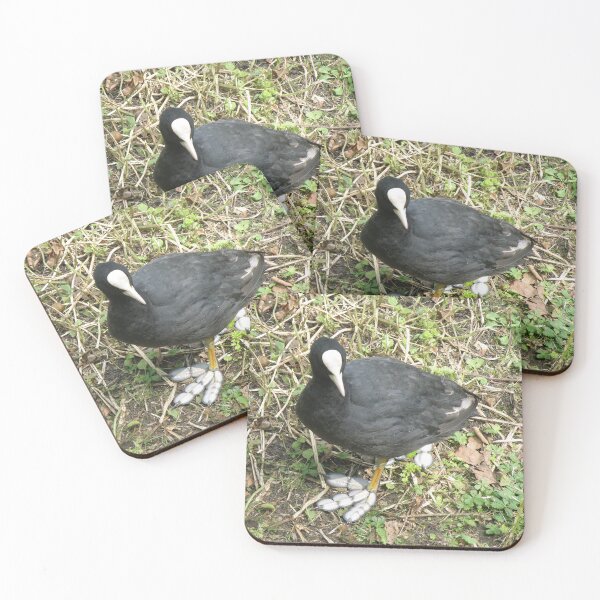 Item preview, Coot with Big Funny Feet Photograph designed and sold by naturegallery.
