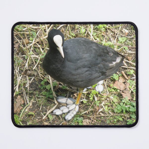 Item preview, Coot with Big Funny Feet Photograph designed and sold by naturegallery.
