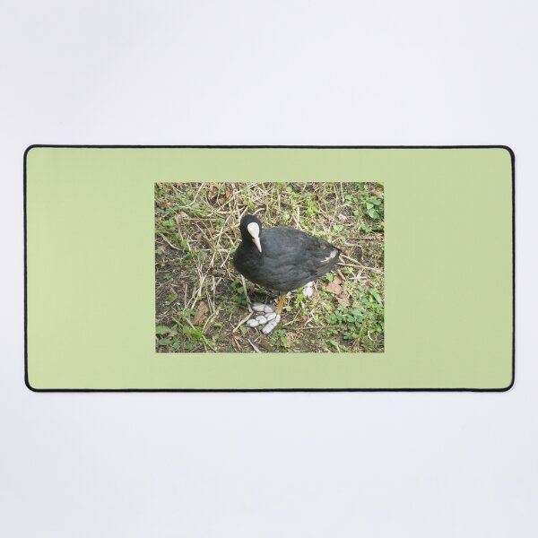 Item preview, Coot with Big Funny Feet Photograph designed and sold by naturegallery.