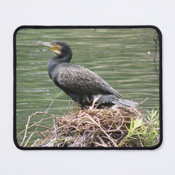 Item preview, Cormorant on a Nest Photograph designed and sold by naturegallery.