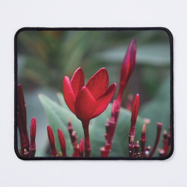 Item preview, Red Tulip designed and sold by Vansh Arora.