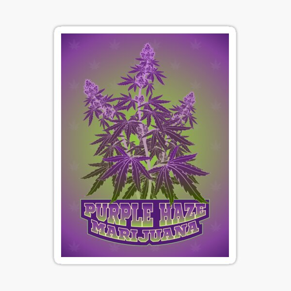 Purple Haze Medicinal Marijuana Cannabis Sticker