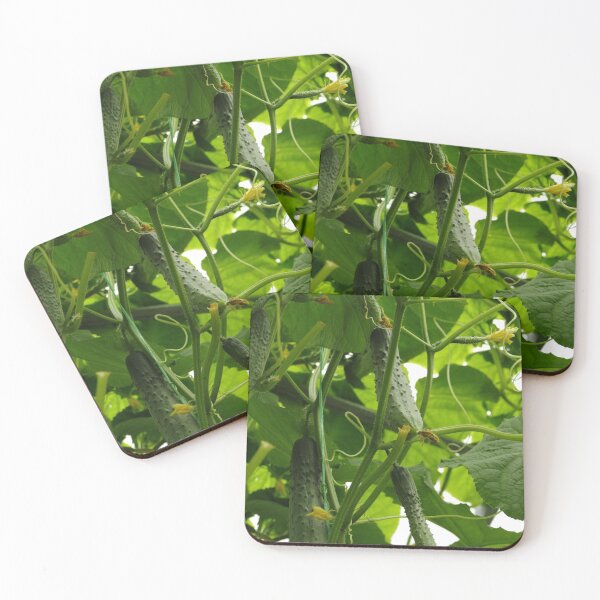 Item preview, prickly green cucumbers hanging on branches  designed and sold by mrivserg.