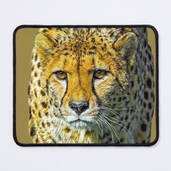 Item preview, Cheetah on the hunt designed and sold by Dalyndigital Photography.