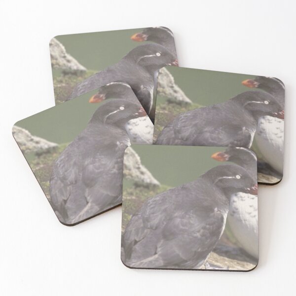 Item preview, Auklets Animals designed and sold by Jodes16.