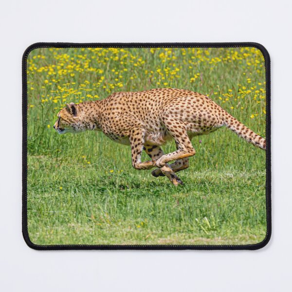 Item preview, Cheetah on the run designed and sold by Dalyndigital Photography.