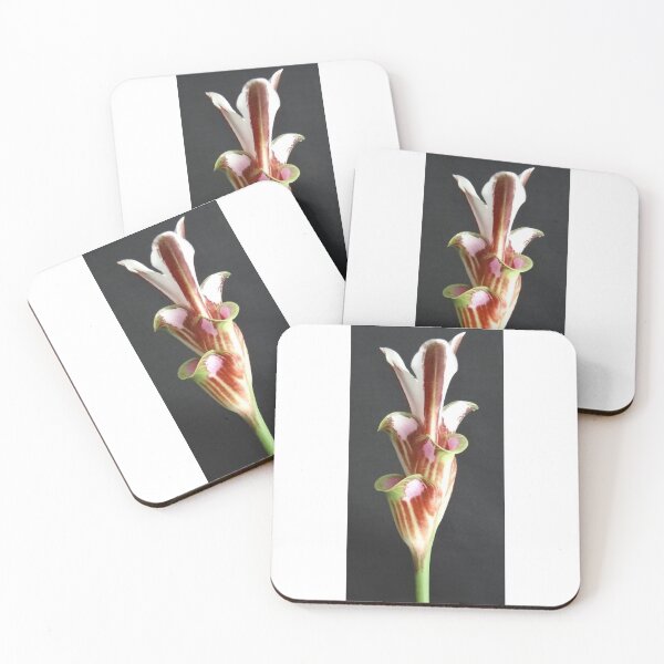 Item preview, Bua Lai is common name in Curcuma sp, graphic flower. commonly grown in Thailand grow well designed and sold by greengoodnich.