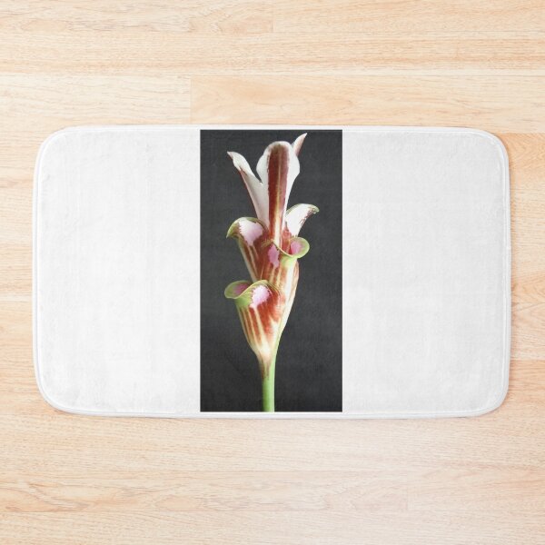 Item preview, Bua Lai is common name in Curcuma sp, graphic flower. commonly grown in Thailand grow well designed and sold by greengoodnich.