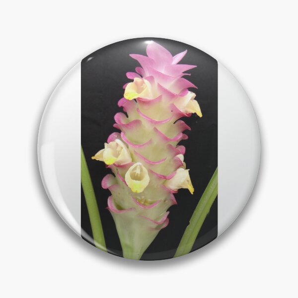 Artikelvorschau, Bua Chan ist Krachiew, schöne Blume, kann in Thailand gefunden werden. eine wirtschaftliche Blüte entworfen und verkauft von greengoodnich.