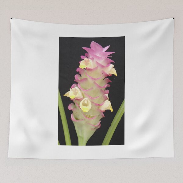 Item preview, Bua Chan is Krachiew, beautiful flower, can be found in Thailand. an economic flower designed and sold by greengoodnich.