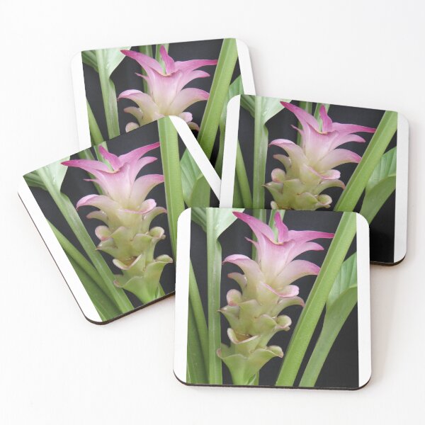 Item preview, Bua Chan Dutch tulip-like Ginger planted by tubers found in northern Thailand designed and sold by greengoodnich.