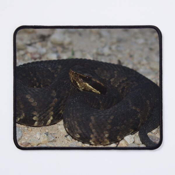 Item preview, Northern Cottonmouth Print designed and sold by Paul-Prints.