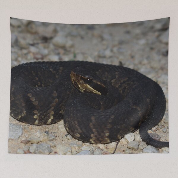 Item preview, Northern Cottonmouth Print designed and sold by Paul-Prints.