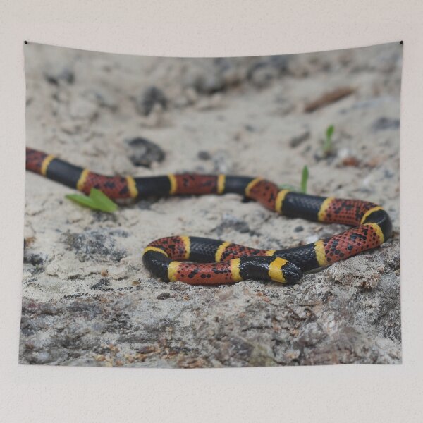 Item preview, Texas Coral Snake Print designed and sold by Paul-Prints.