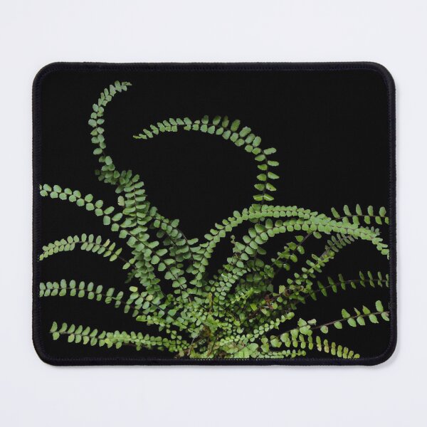 Item preview, Maidenhair Spleenwort Fern designed and sold by PNWBeePhotos.