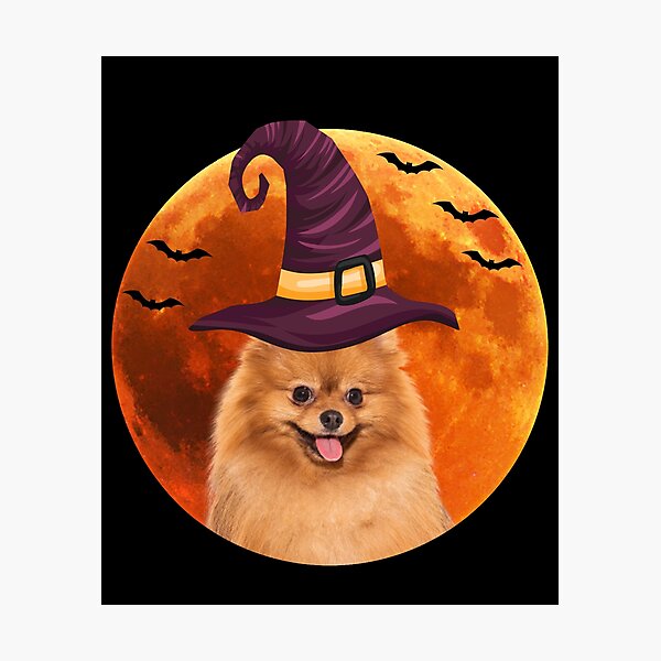Cute spitz dog with witch hat Photographic Print