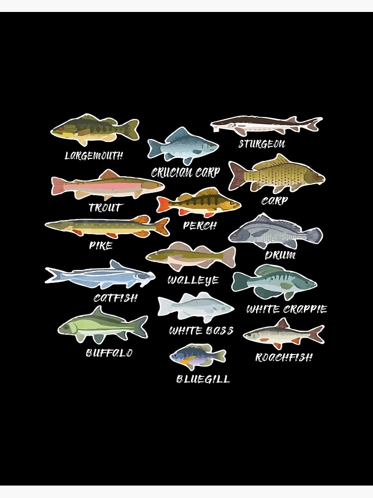 Types Of Freshwater Fish Species Fishing Art Board Print for Sale