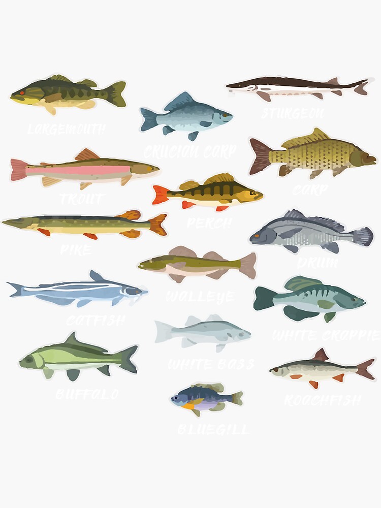 Types Of Freshwater Fish Species Fishing Sticker for Sale by