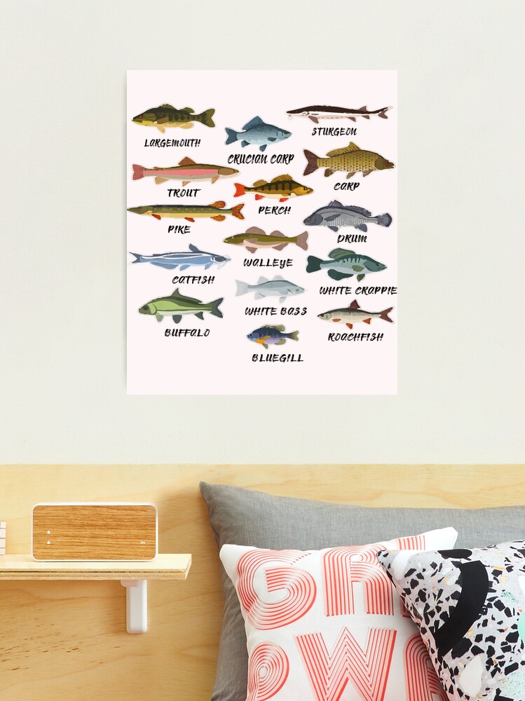 FRESHWATER FISH 53 Species Sportsfisherman Fly Fishing Wall Chart 24x36  POSTER 