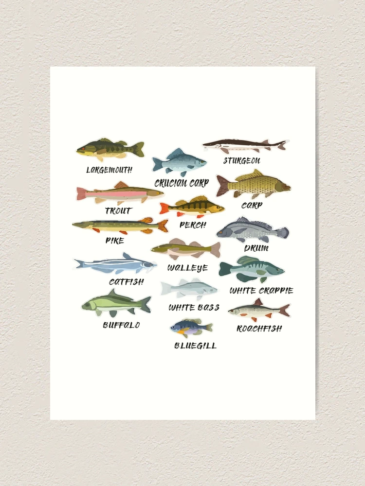Fishing Field Guide Print 