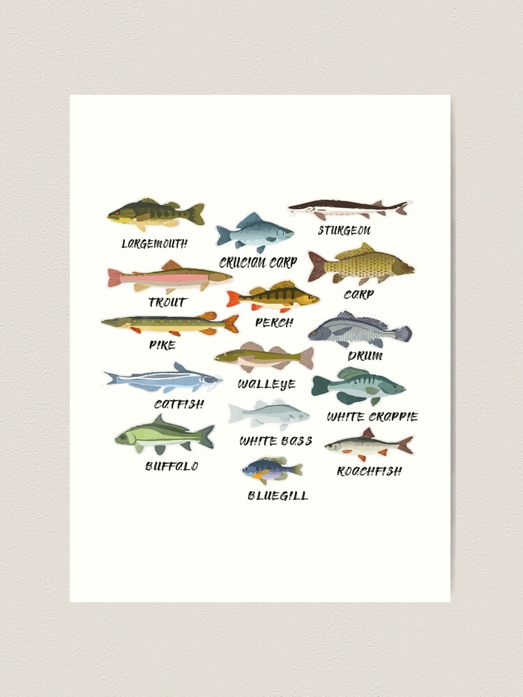 Canvas Poster Fishing Angling Breeds Fish Freshwater Fish - Temu Canada